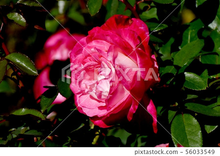Red rose to bloom in Chofu City Botanical Garden Torch (Modern Rose) 56033549