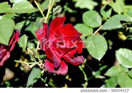 調布市紅寶石唇（現代玫瑰）植物園的紅玫瑰 56034517