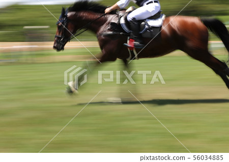 Horse race Horse race 56034885
