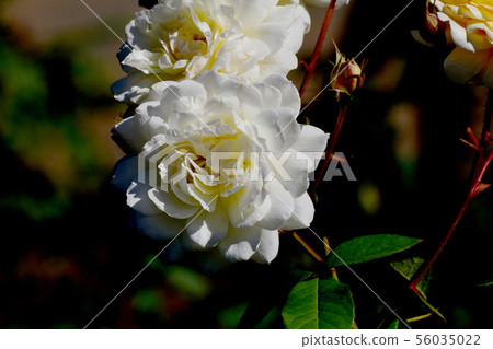 White Rose Moon Sprite (Modern Rose) in Chofu City Botanical Garden White Rose Moon Sprite (Modern Rose) in Chofu City Botanical Garden 56035022