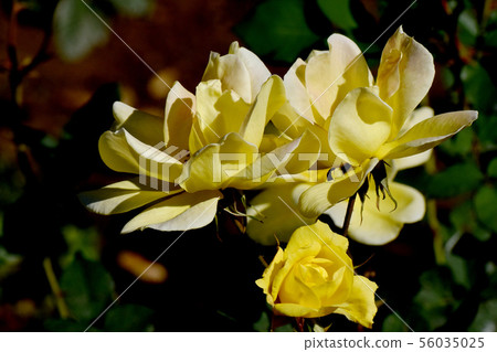 Yellow rose in the Chofu Botanical Garden Green Fire (Modern Rose) Yellow rose in the Chofu Botanical Garden Green Fire (Modern Rose) 56035025