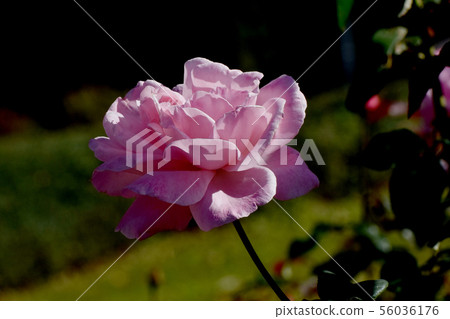 Pink roses in Chofu City Botanical Garden Queen Elizabeth (Modern Rose) 56036176