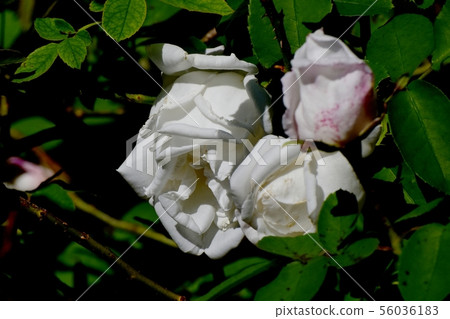 A white rose blooming in the botanical garden of Chofu City Frau Karl Druski (Fuji Old Rose) 56036183