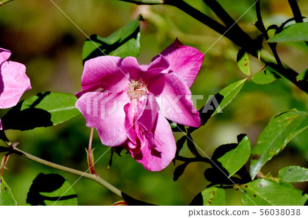 Pink roses in the Chofu City Botanical Garden Single Pink China (Old Rose) 56038038