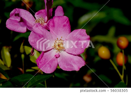 Pink roses in the Chofu City Botanical Garden Single Pink China (Old Rose) Pink roses in the Chofu City Botanical Garden Single Pink China (Old Rose) 56038305