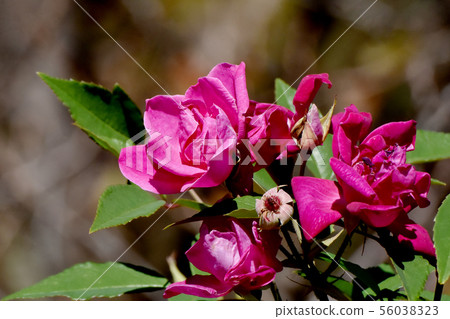 Pink roses blooming in the Chofu City Botanical Garden Pink roses blooming in the Chofu City Botanical Garden 56038323
