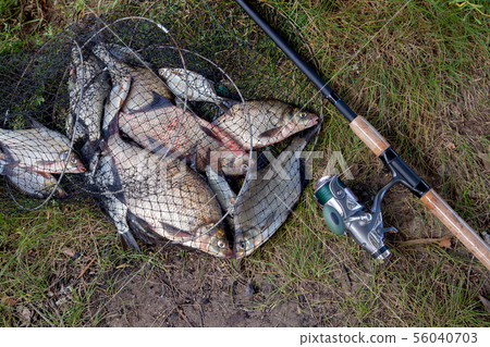 Freshwater bream fish and silver bream in landing 56040703