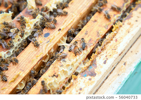 Close up view of the bees swarming on a 56040733