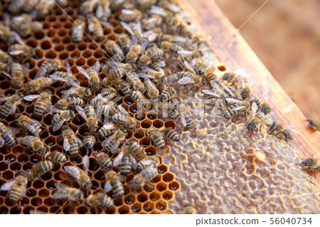 Close up view of working bees on honeycomb with 56040734