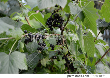 black currants on a branch close-up in the garden black currants on a branch close-up in the garden 56040950