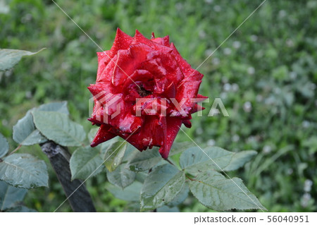 One wonderful fragrant rose in the garden One wonderful fragrant rose in the garden 56040951