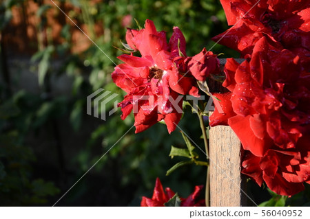 One red rose flower with drops of dew on a summer One red rose flower with drops of dew on a summer 56040952