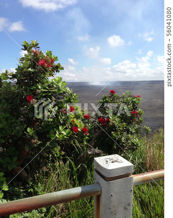 Hawaii Island Flower Ohia Lehua Hawaii Island Flower Ohia Lehua 56041080