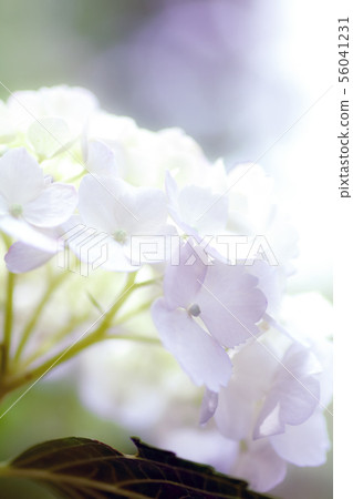 繡球 56041231