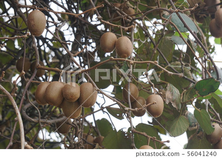 Kiwi fruit Kiwi fruit 56041240