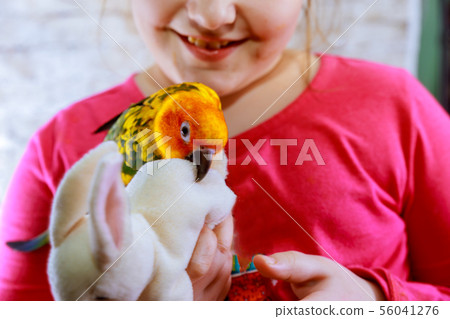 Wavy parrot next to a little girl. The yellow 56041276