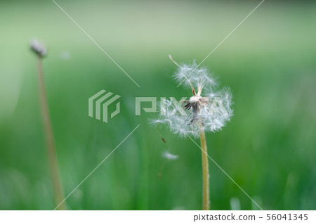 Dandelion seeds blowing in the wind. Light green Dandelion seeds blowing in the wind. Light green 56041345