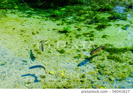 Daio Wasabi Farm (Hydrophilic Square) 56041627