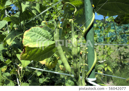 Green beans cultivation 56042077