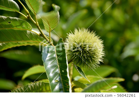 Chestnut fruit Chestnut fruit 56042261