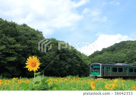 Karasuyama Line "Summer production, sunflower and blue sky" Karasuyama Line "Summer production, sunflower and blue sky" 56042353