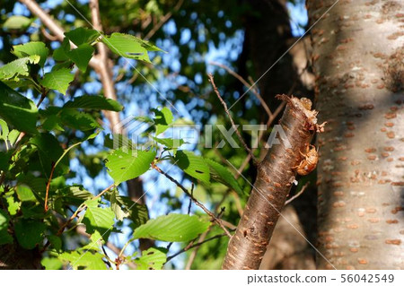 Oak shells and trees 56042549