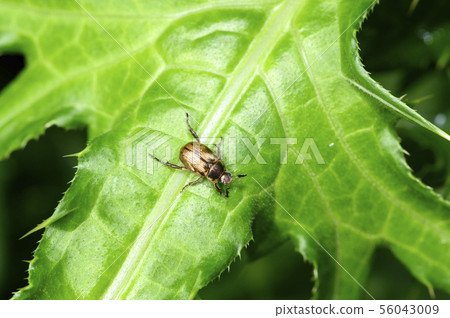 Semadarakogane Semadarakogane 56043009