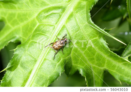 Semadarakogane Semadarakogane 56043010