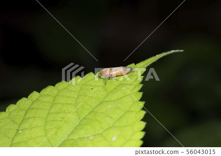 Nitobe Bukit Myakyokobai 56043015