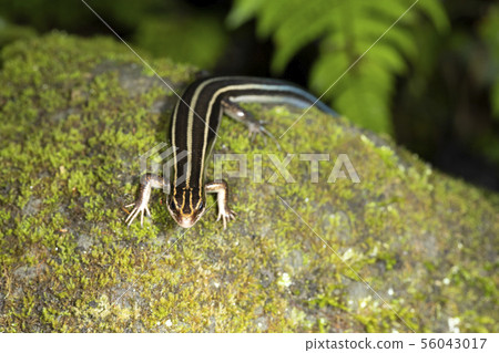 日本蜥蜴 56043017