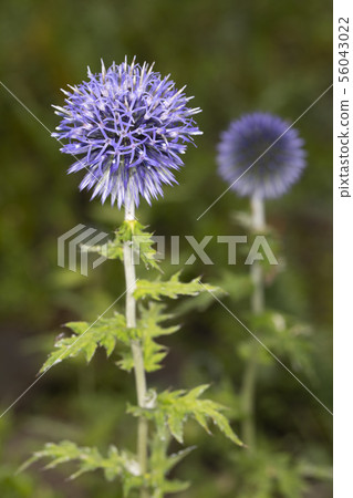 Ruritamaazami Ruritamaazami 56043022