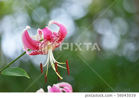 桃紅色百合花百合花 桃紅色百合花百合花 56043039