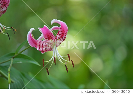 桃紅色百合花百合花 桃紅色百合花百合花 56043040