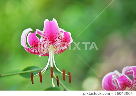 Pink lily flower lily flower Pink lily flower lily flower 56043064