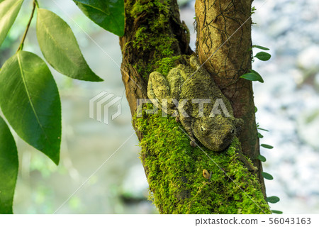 Frog frog resting on a tree Frog frog resting on a tree 56043163