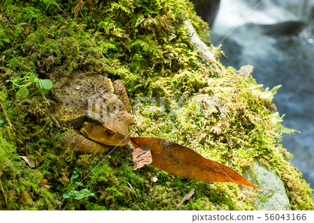 Toad resting on moss 56043166