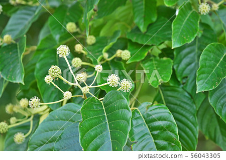 白色kiju花 白色kiju花 56043305