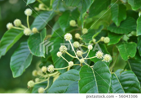 白色kiju花 56043306