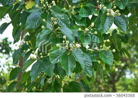 White kiju flower White kiju flower 56043308