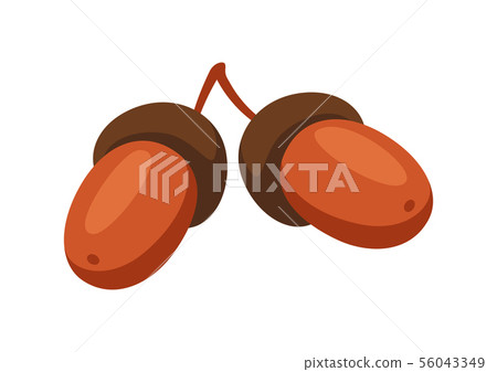 Cartoon illustration of ripe acorns. 56043349