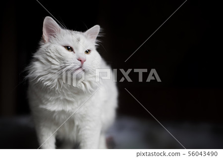 A beautiful white cat is standing on the bed and looking forward with interest and curiosity A beautiful white cat is standing on the bed and looking forward with interest and curiosity 56043490