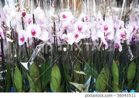 white orchid texture 56043511