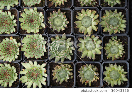 red houseleek plant red houseleek plant 56043526