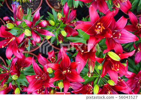 red lilly flowers texture red lilly flowers texture 56043527