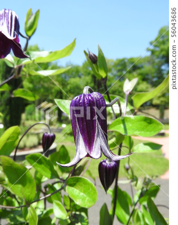 Clematis Higuchi 56043686