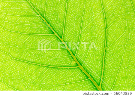 Green leaf pattern texture background. 56043889
