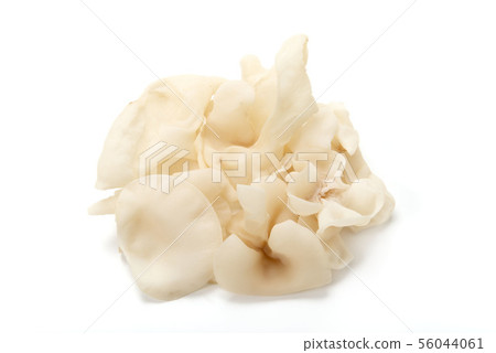 Raw white fungus 56044061