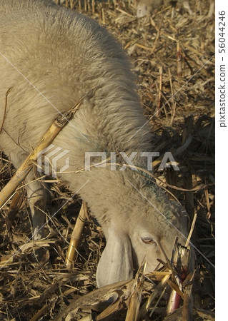 Sheep from a road in Italy 56044246