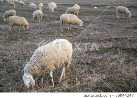 Sheep from a road in Italy Sheep from a road in Italy 56044247