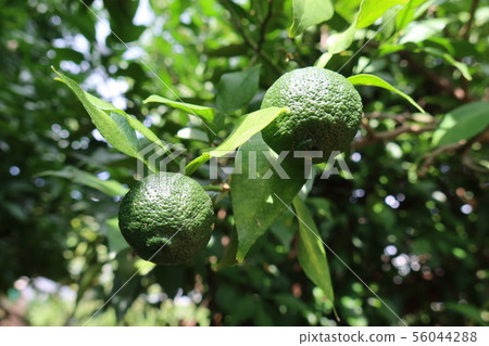 夏天綠色獅子 56044288